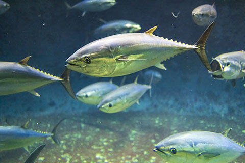 クロマグロの群